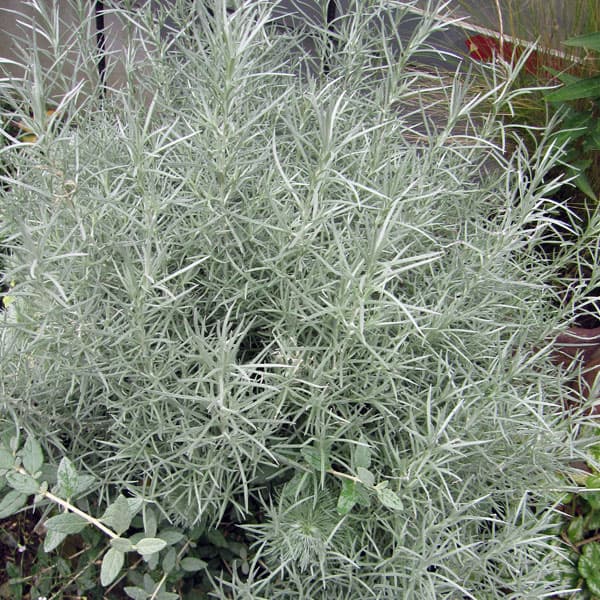 ハーブの苗/[送料無料]カレープラ...