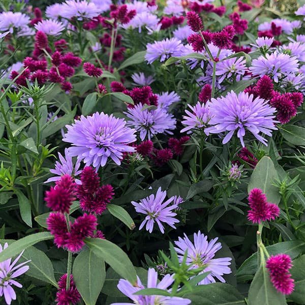 ☘️ユウゼンギク2苗☘️　❤抜き苗❤　選べるおまけつき　無農薬 ☘️ユウゼンギク2苗☘️ ❤抜き苗❤ 選べるおまけつき 無農薬