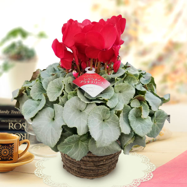 シクラメン：プラチナリーフワインレッド5号鉢植え カゴ入り