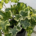 観葉植物/ヘデラ:ゴールデンリング3.5号ポット 2株セット