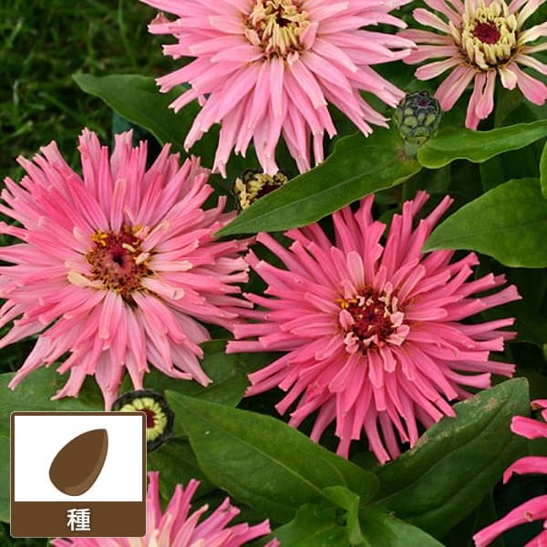 ジニア：ピンカ