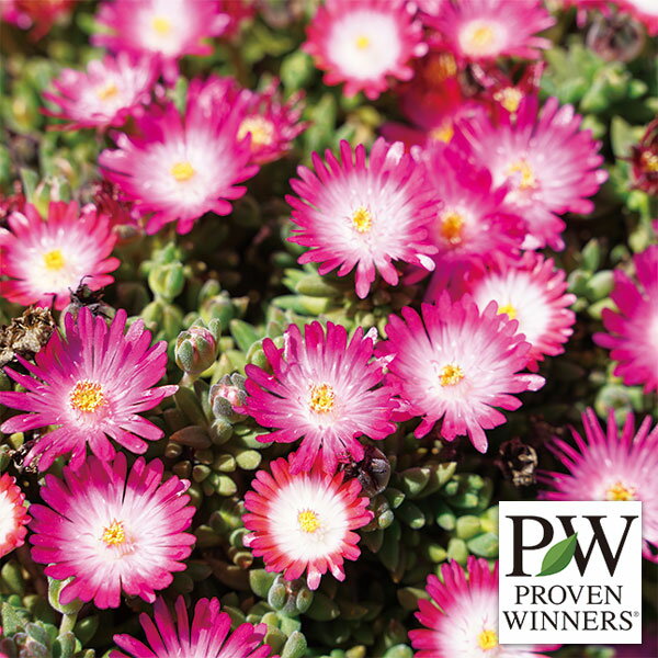 在庫一掃 デロスペルマ 10 5cmポット 14本セット 送料無料 1年間枯れ保証 下草 全商品オープニング価格特別価格 Apizaco Gob Mx