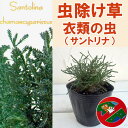 ハーブの苗/虫除草:衣類の虫(サントリナ)3号ポット