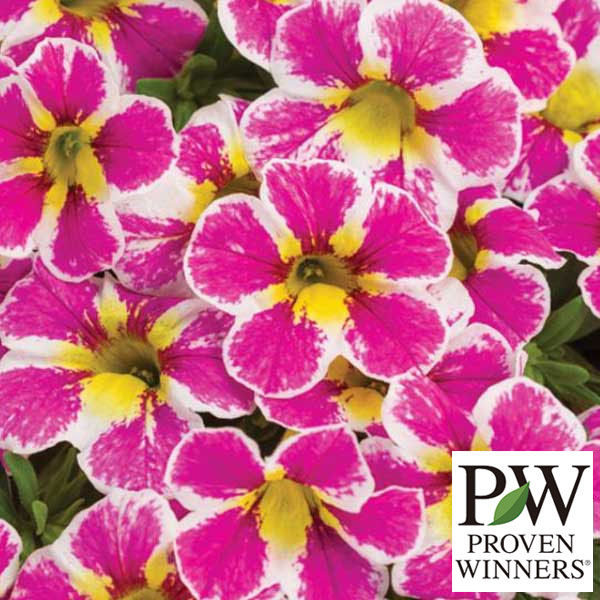 草花の苗/カリブラコア：スーパー�