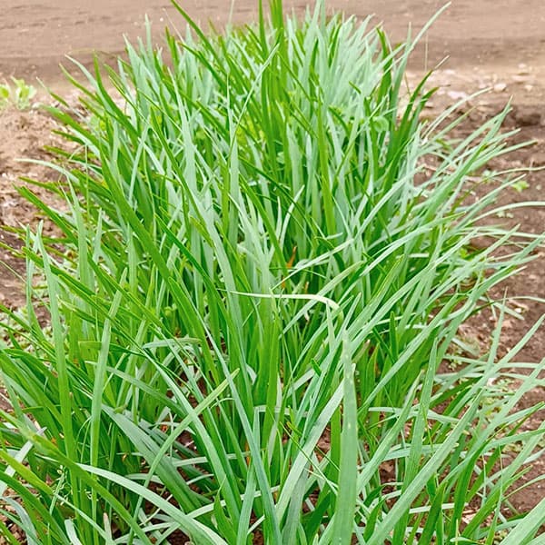 ニラ：巾広ニラ（はばひろにら）