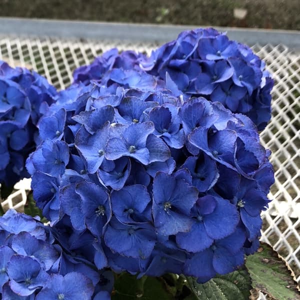 楽天市場】あじさい 苗（苗物｜ガーデニング・農業）：花・ガーデン