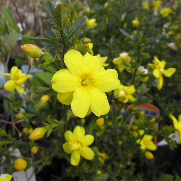 長尺つるもの：ウンナンオウバイ5号ポット長さ約1.5m