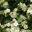 草花の苗/ジャスミン:クロテッドクリーム3号ポット