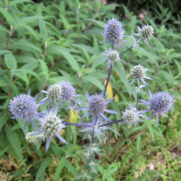 エリンジウムの花言葉と誕生花 花の持つ言葉