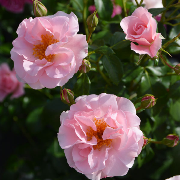 バラの苗/ロサ・オリエンティス：リサリサ6号角鉢植え