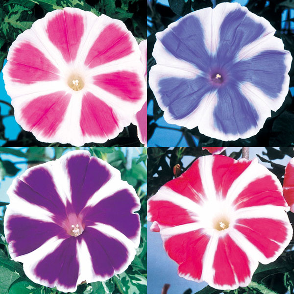 草花の苗/[送料無料]アサガオ曜白朝顔おまかせ花色ミックス2.5号ポット40株セット