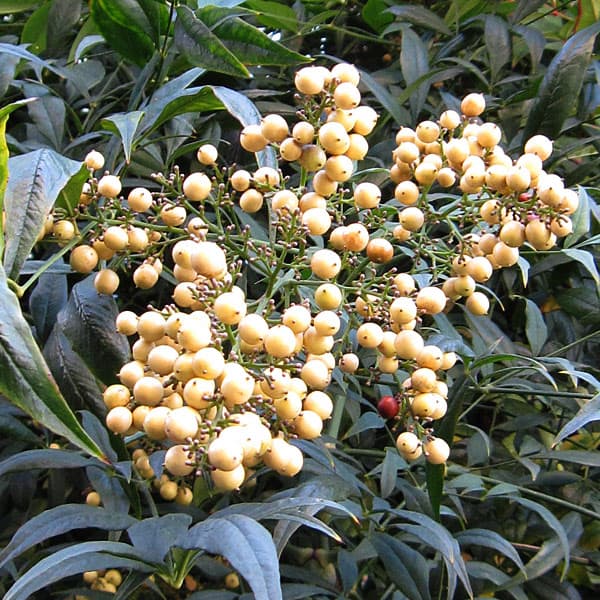 ���� ���ڤ���/�ʥ�ƥ����ŷ�ˡ���¼�6��ݥå� 6�����å�