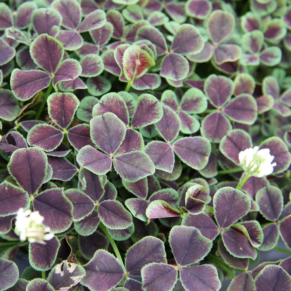 草花の苗/クローバー：ティントナイ...