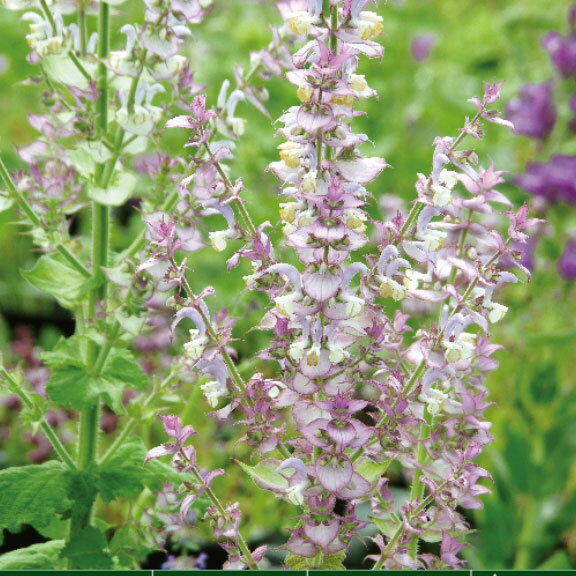 ��֤���/����꡼�������ʥ���ӥ� ������쥢��3.5��ݥå�