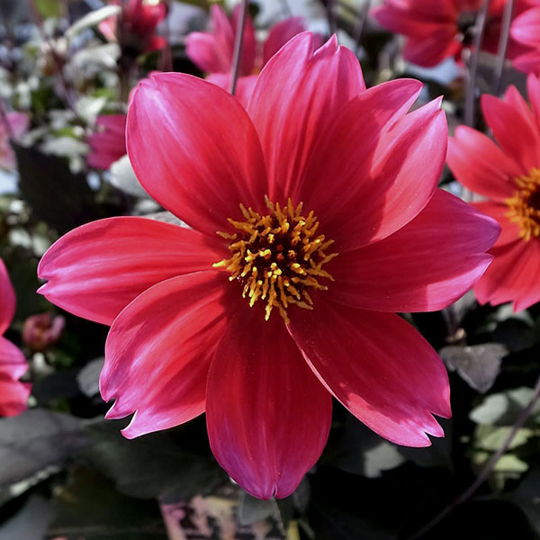 草花の苗/ダリア：カクテルアミーゴ...