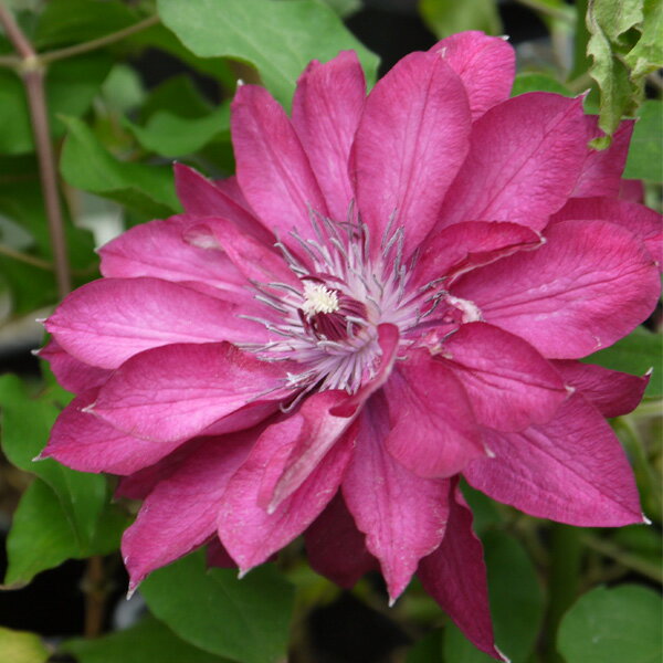 クレマチスの苗/クレマチス：レッド・パッション4号ポット（早咲き大輪系）のサムネイル