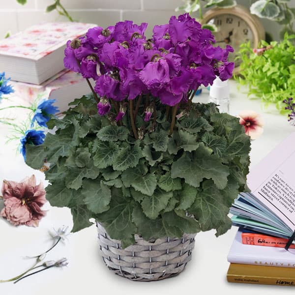 [送料無料]シクラメン：天空5号鉢植えGYカゴ入