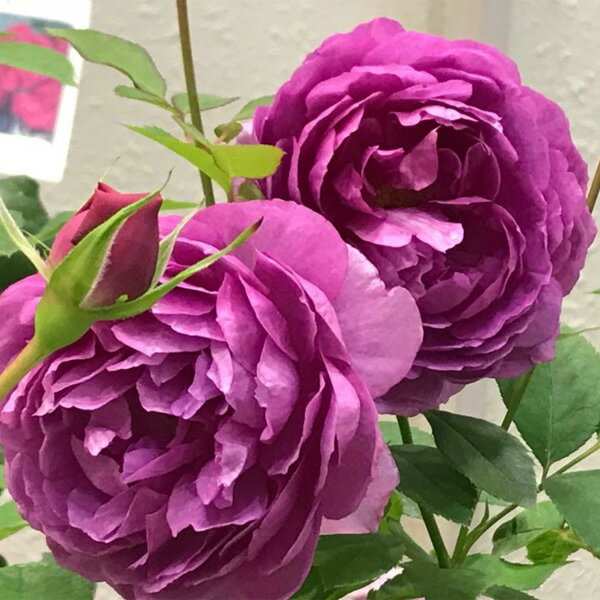 バラの苗/[送料無料]四季咲中輪バ...