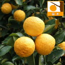 果樹の苗/ユズ(柚子):ハナユ(花柚)4〜5号ポット