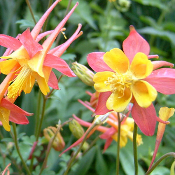 草花の苗/オダマキ：テキーラサンライズ3.5号ポット 2株セット