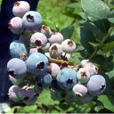 果樹の苗/ブルーベリー(ハイブッシュ系):ブルークロップ5号ポット