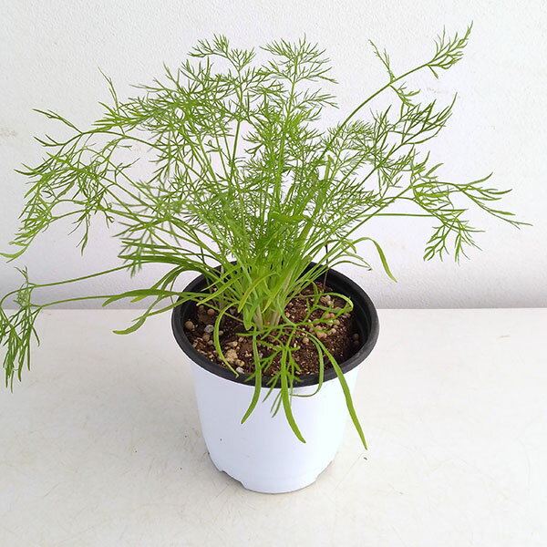 ハーブの苗/クッキングハーブ：フェンネル3.5号ポット