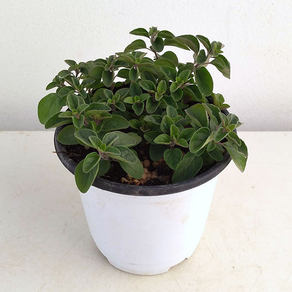 ハーブの苗/香りハーブ：オレガノ シュープリーム3.5号ポット