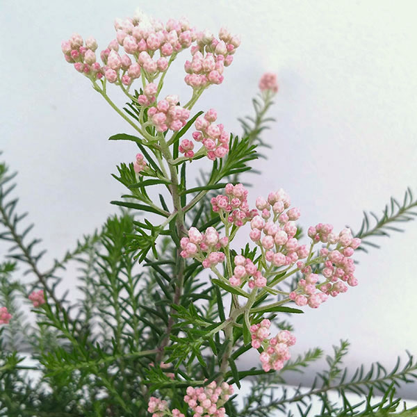 草花の苗/ライスフラワー：ピンクホワイト3号ポット