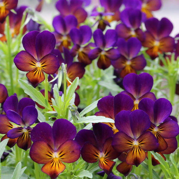 楽天市場】小輪 ビオラ（花・ガーデン・DIY）の通販