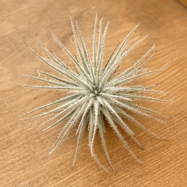 観葉植物/チランジア：テクトラムSサイズ