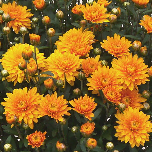 草花の苗/ガーデンマム：ジジ　オレンジ3.5号ポットのサムネイル