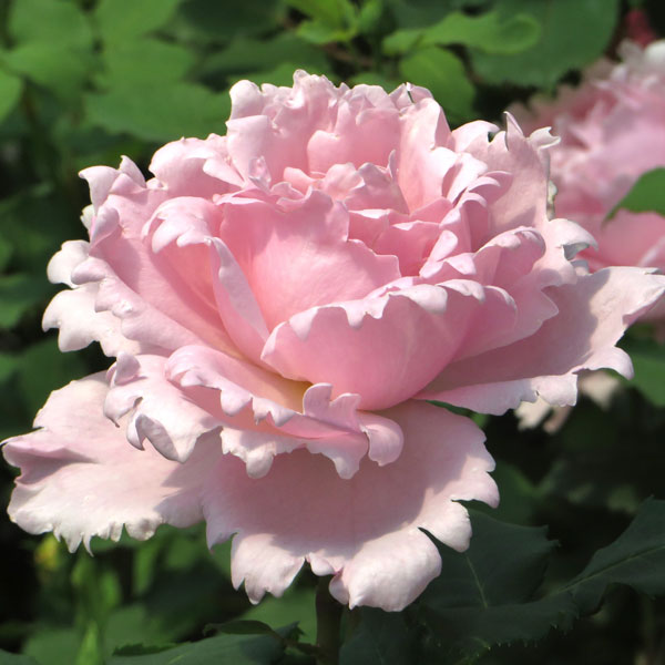 バラの苗/デルバールローズ：ソフィー・ロシャス大苗6号角鉢植え