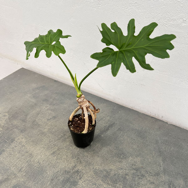 観葉植物/フィロデンドロン：セローム根上がり2.5号ポット