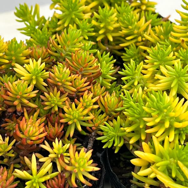Other Aquatic Plants - 観葉植物/セダム：ルペストレ アンジェリーナ3号ポット