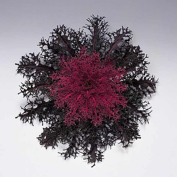 草花の苗/ハボタン：紅くじゃく3....