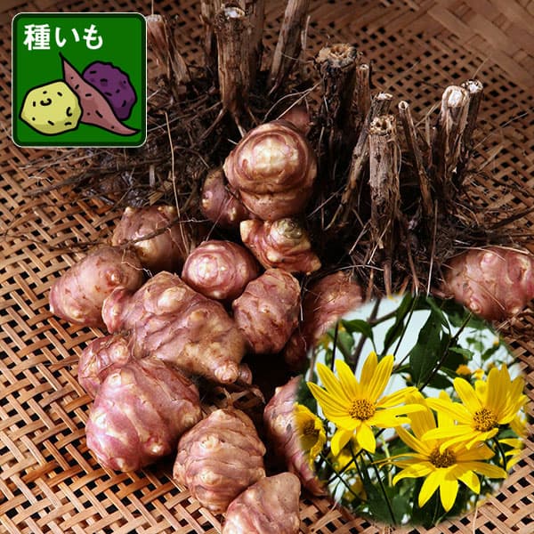 野菜の苗/ムラサキキクイモ（紫菊芋）の種イモ10球セット