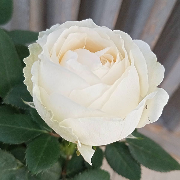 バラの苗/【開花終了株】インフィニティローズ・ホワイト4号プラ鉢入りのサムネイル