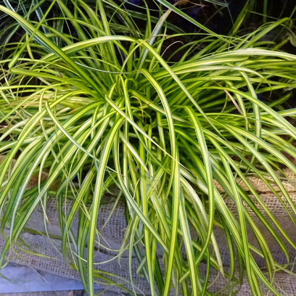 [����̵��]����å����������������� 5��ݥå� 8�����å�