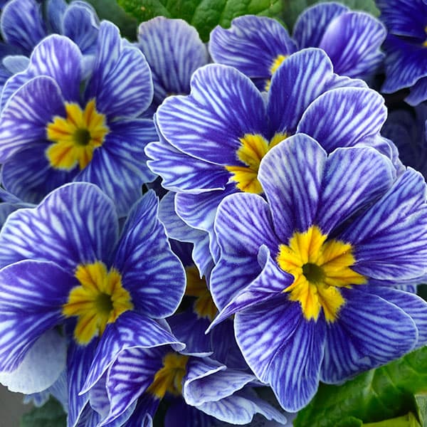 草花の苗/プリムラ：ジュリアン ゼブラ3号ポット 2株セットのサムネイル