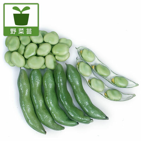 野菜の苗/そらまめ・一寸ソラマメの苗3号ポット苗 3株セット