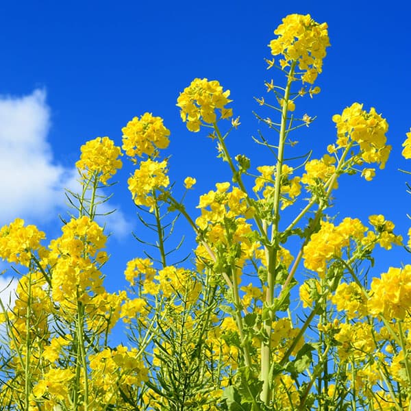 [送料無料]菜の花(ナノハナ)3-3.5号ポット 24株セット