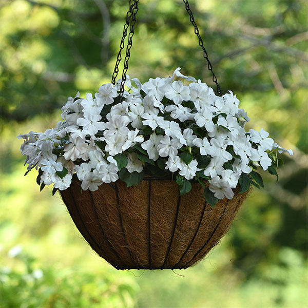 Impatiens - 草花の苗/インパチェンス：ビーコン　ホワイト3-3.5号ポット 3株セットy