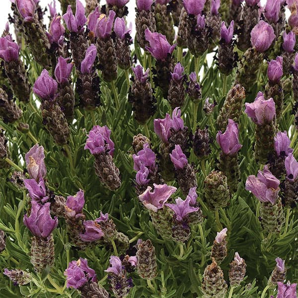 Lavender - ハーブの苗/フレンチラベンダー(ストエカス系)：バンデラ　パープル3.5号ポット 2株セット