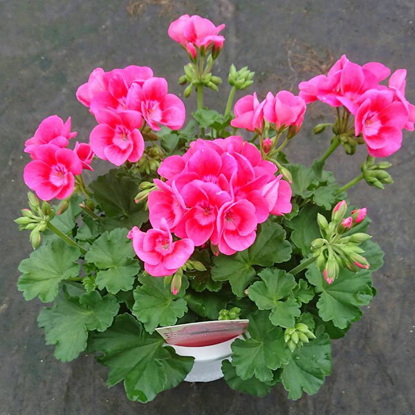 草花の苗/ゼラニウム：プリティリトルピンク4.5号鉢植えのサムネイル