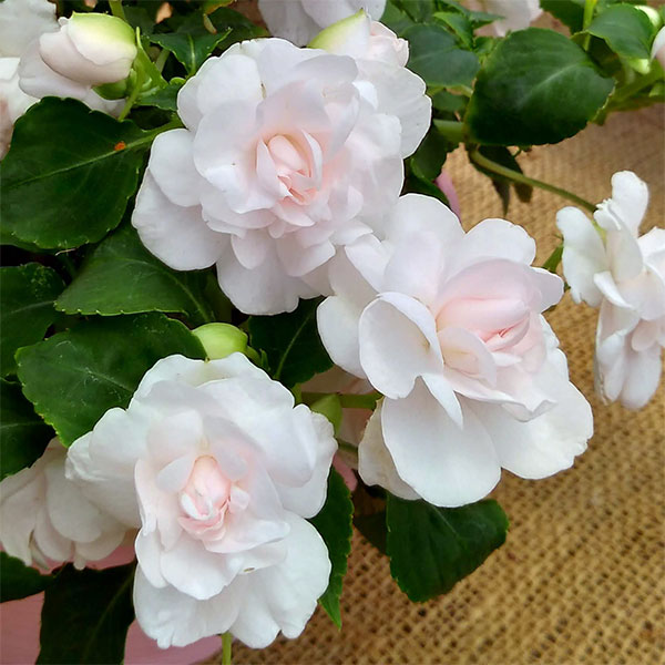 凤仙花 - 草花の苗/インパチェンス：シルエット アップルブロッサム3.5号ポット 12株セット