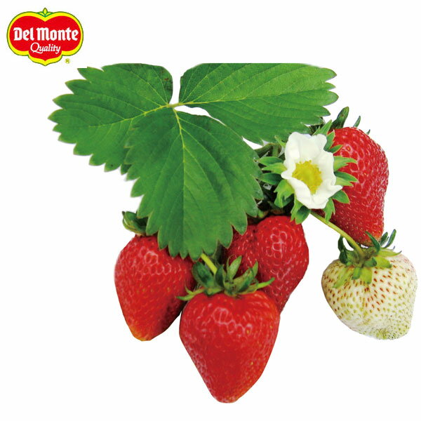 野菜の苗/[送料無料]イチゴ：めちゃデカッ！いちご3号ポット 24株セット