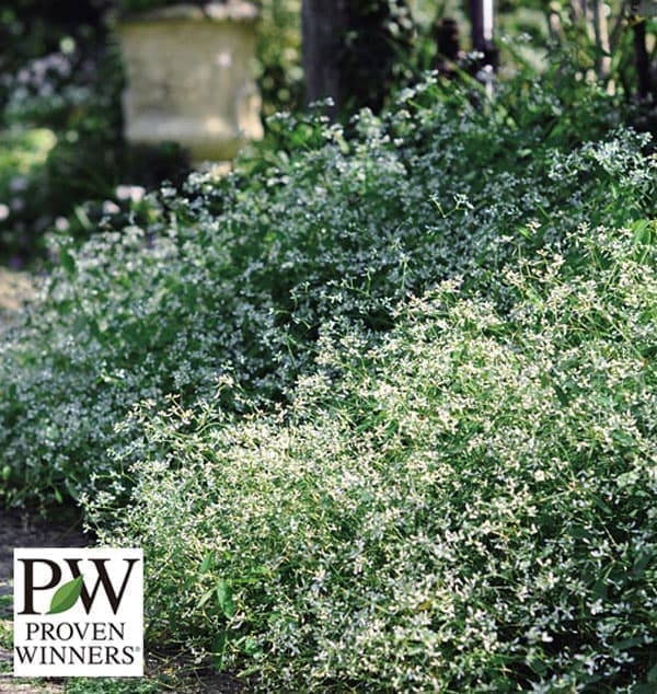 PW 白い小花がいっぱい咲く人気の草花の苗草花の苗/[送料無料]ユーフォルビア：ダイアモンドフロスト3‐3.5号ポット 24株セット夏の暑さに強く、晩秋まで繊細な小花が咲きあふれます。純白の苞（ほう）が涼しげな、今までにない全く新しいタイプのユーフォルビアです。セルフクリーニングで春・夏・秋と咲き続け、世界中で評価され数々の展示会で賞を受賞しています。楽しみ方の幅も広く、寄せ植え素材としても大変優れています。 タイプトウダイグサ科ユーフォルビア属の非耐寒性多年草学名Euphorbia hybrids 原産メキシコ 草丈30-40cm株張30-40cm開花期春〜晩秋耐寒温度約5度耐暑性レベル★★★★★（ほぼお手入れなしできれいに育つ）日照日向むき用途鉢植え、ハンギングバスケット、花壇→PWの耐暑性レベルとは？栽培方法：日あたりと水はけの良い所に置いてください。植え付けは65センチプランターに約2ポット、花壇植えは約30センチ間隔が目安です緩効性肥料を1ヶ月に1〜2回程度、または液肥（約1000倍）を1週間に1回程度与えてください。 肥料切れしないように、欠かさず肥料を与えます。水遣りは過湿に注意し控えめにしてください。写真は成長時（開花時）のイメージです。お届け時は苗の状態です。※品種登録または出願済みの品種ですので、無許諾で増殖して販売することはできません。■お届け地域について　　　・北海道、沖縄、離島へのお届けは、追加送料（実費）をいただきます。　[送料無料]ユーフォルビア：ダイアモンドフロスト3‐3.5号ポット 24株セットの栽培ガイドPW Japan独自の指標：耐暑性レベルについて