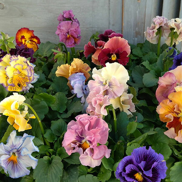 草花の苗/パンジー：ワッフル（花色いろいろ）3〜3.5号ポット 6株セットのサムネイル