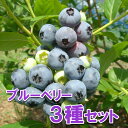 果樹の苗/ブルーベリー(大実ハイブッシュ系):5号ポット3種セット(デニスブルー・デューク・トロ)