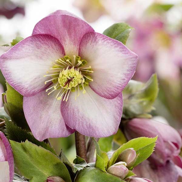 クリスマスローズ：*HGC Ice N’roses 氷の薔薇 アーリーローズ4.5号ポットのサムネイル